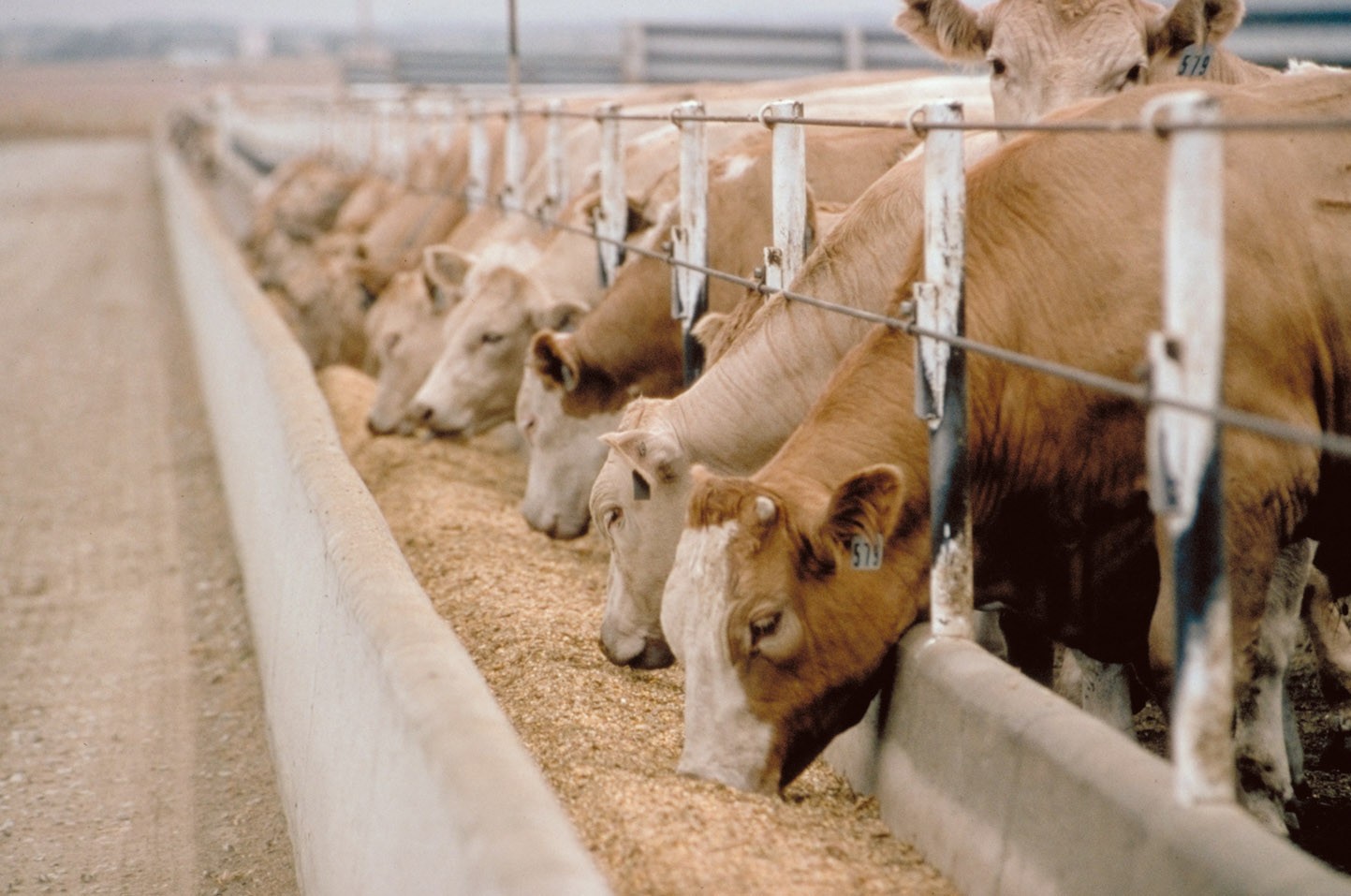 feed-safety