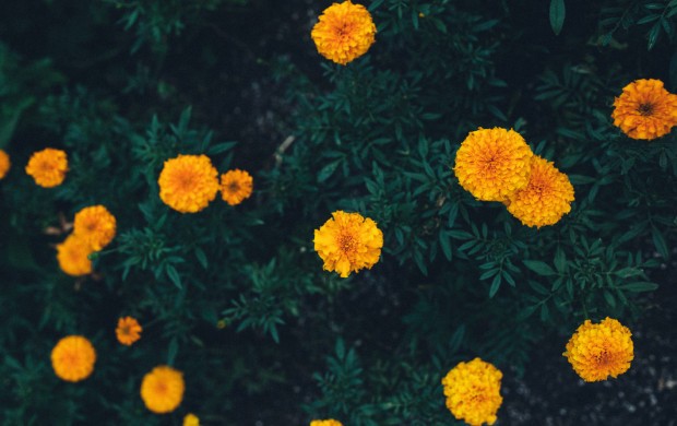 carotenoids