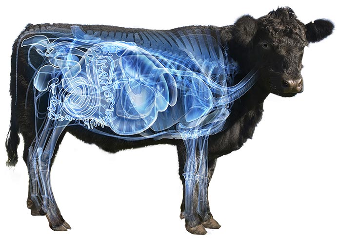 gut-healthanimal-nh